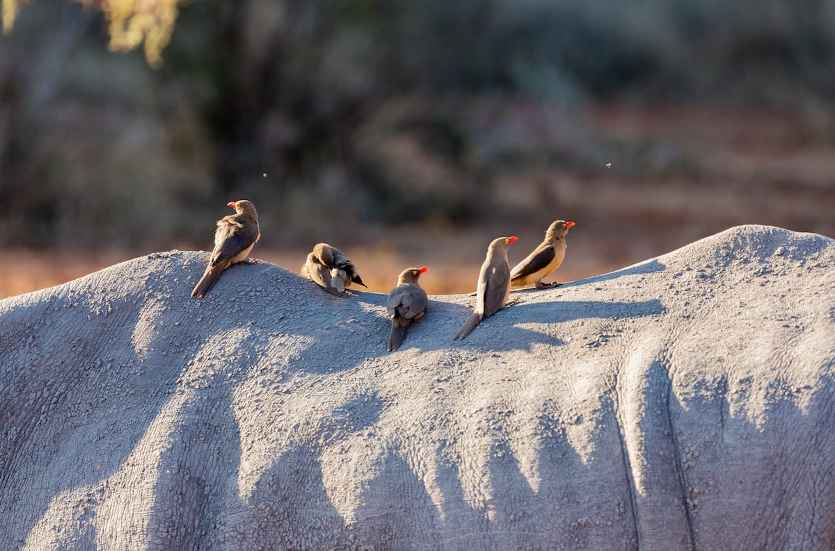 Madikwe Game Reserve gallery image 15
