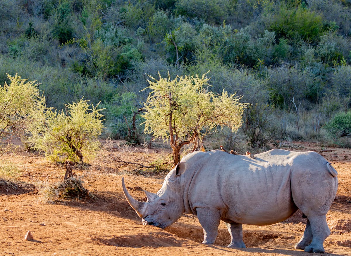 Madikwe Game Reserve gallery image 16