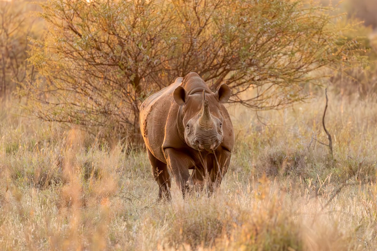 Madikwe Game Reserve gallery image 17