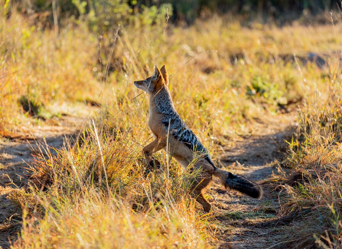 Madikwe Game Reserve gallery image 18