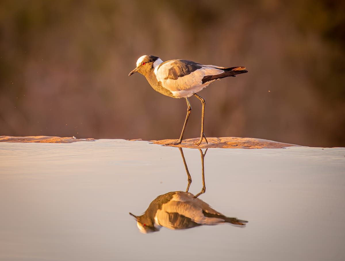 Madikwe Game Reserve gallery image 19