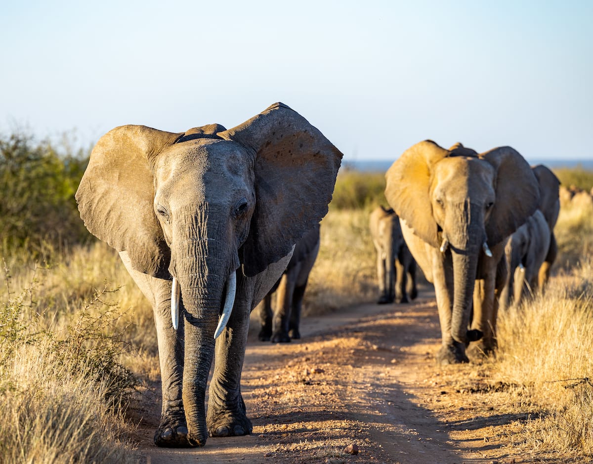 Madikwe Game Reserve gallery image 20