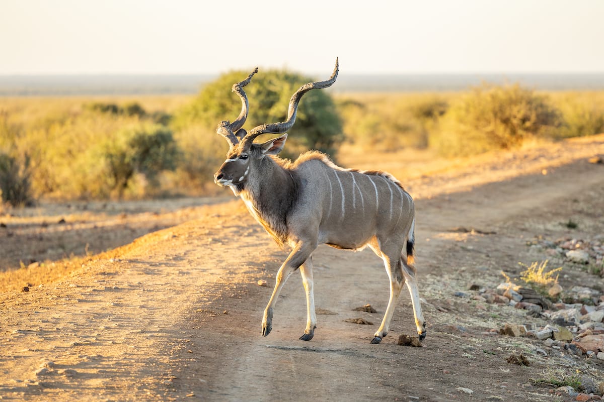Madikwe Game Reserve gallery image 21