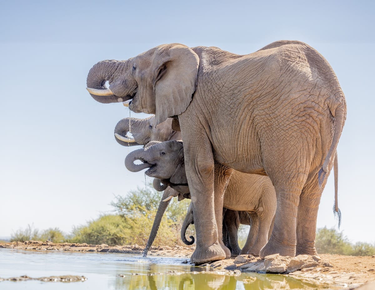 Madikwe Game Reserve gallery image 22