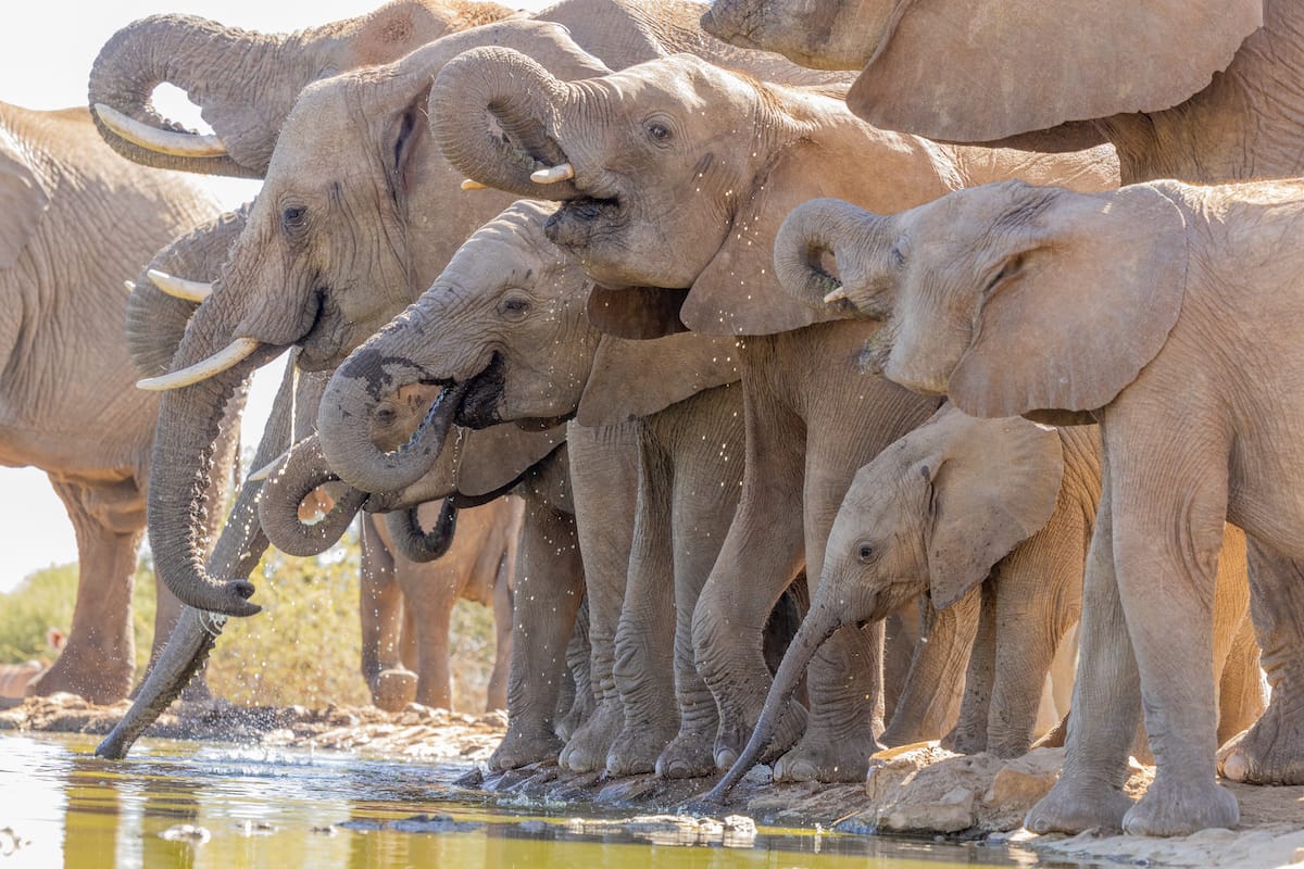 Madikwe Game Reserve gallery image 23