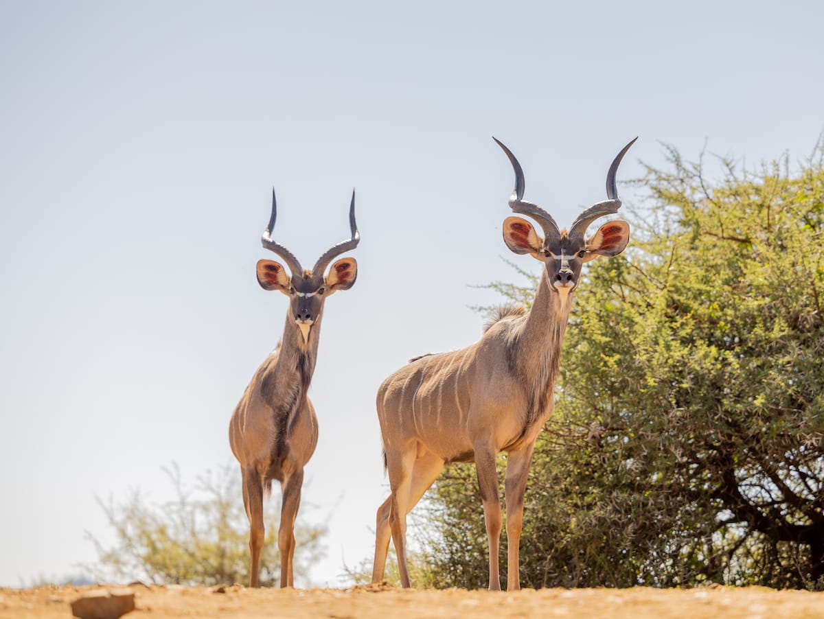 Madikwe Game Reserve gallery image 24