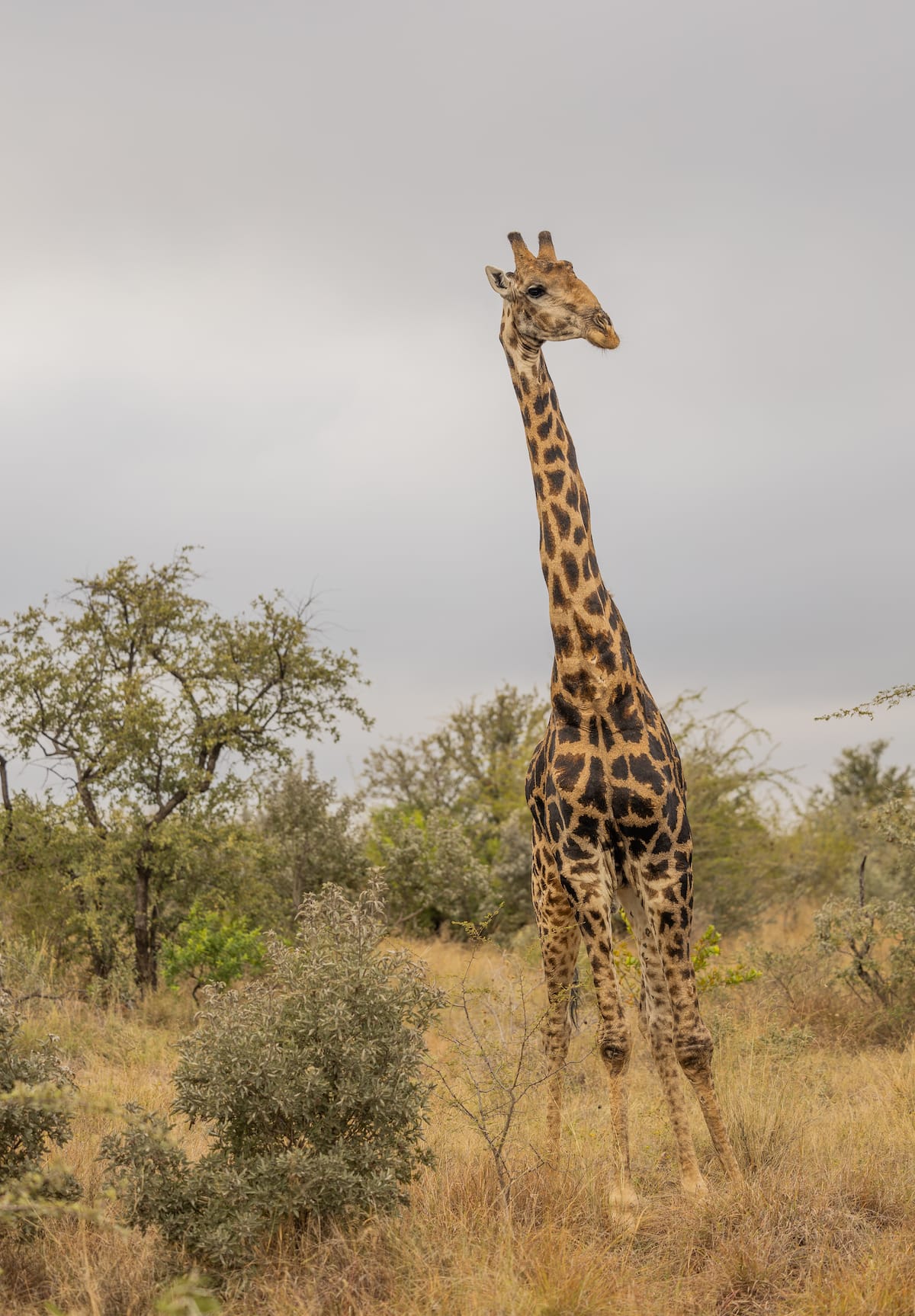 Madikwe Game Reserve gallery image 25