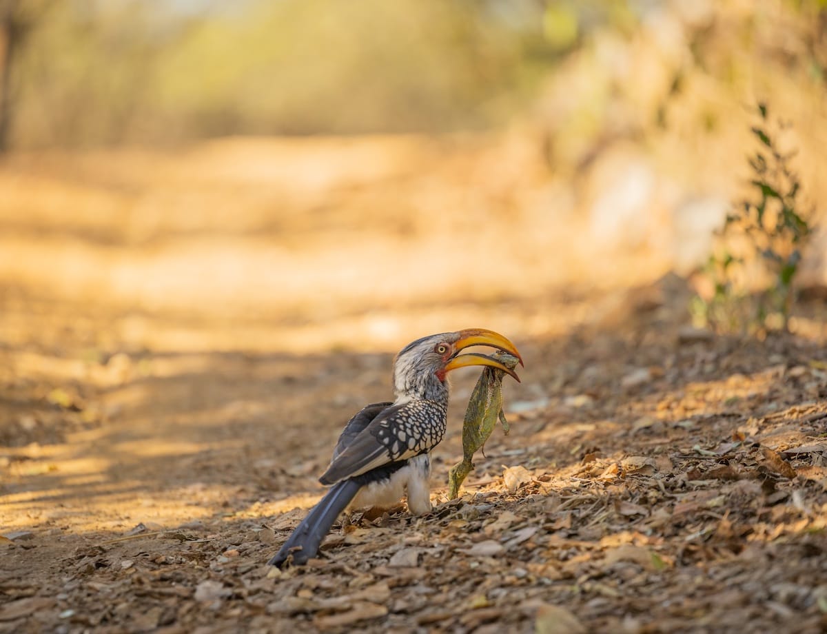 Madikwe Game Reserve gallery image 26