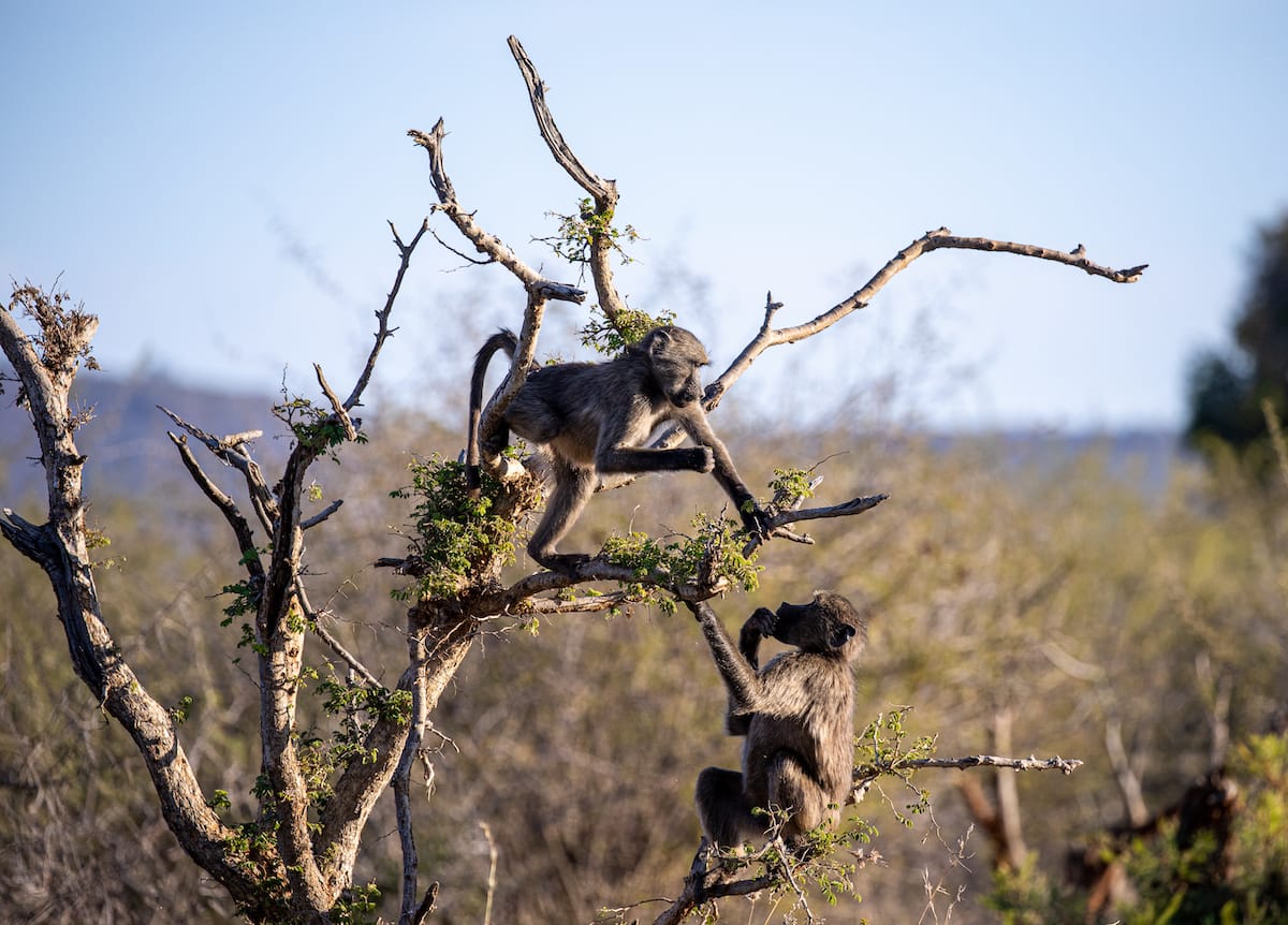 Madikwe Game Reserve gallery image 27