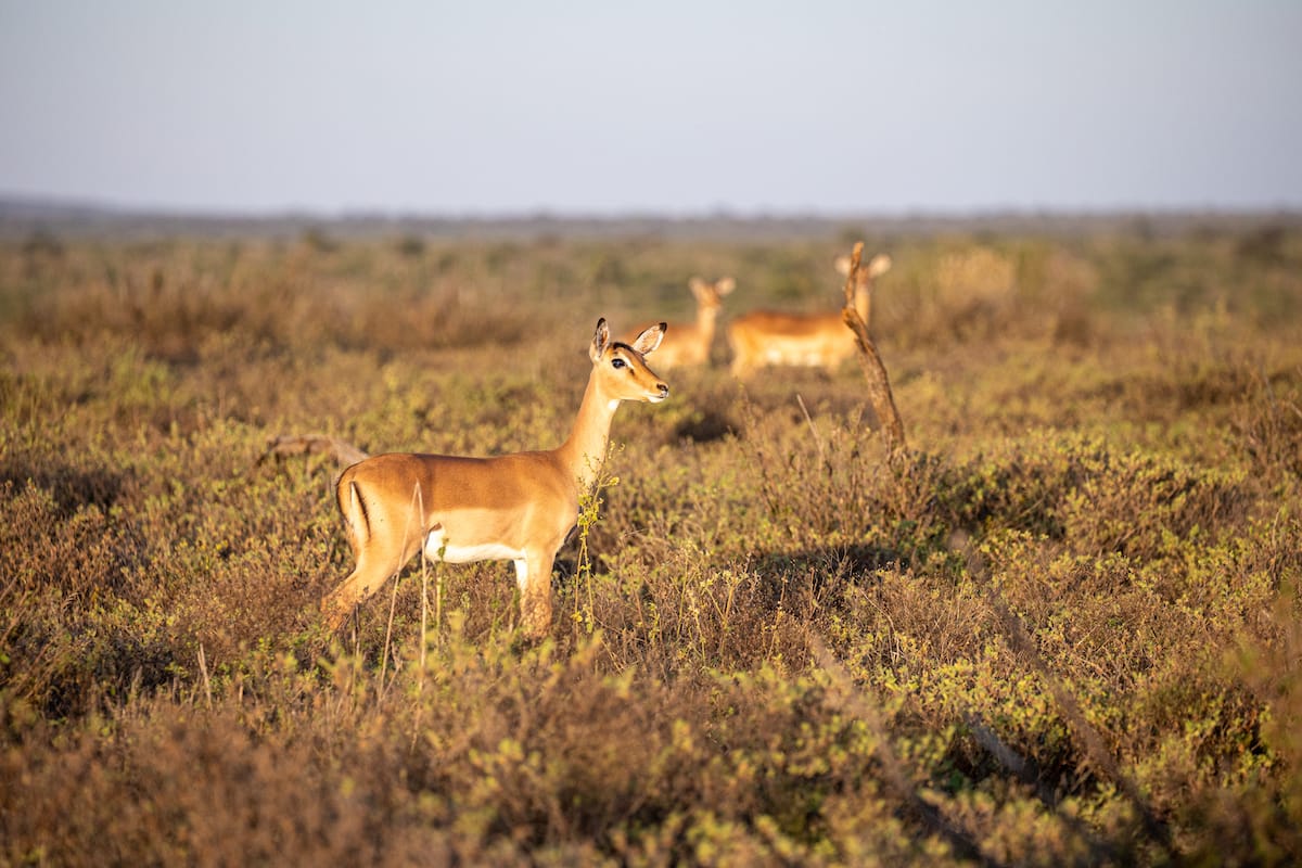 Madikwe Game Reserve gallery image 28