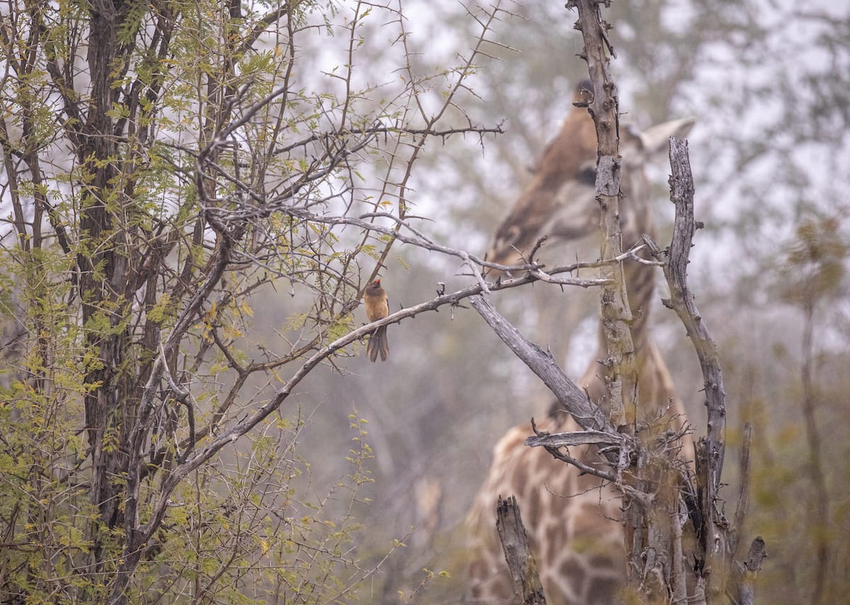 Madikwe Game Reserve gallery image 30
