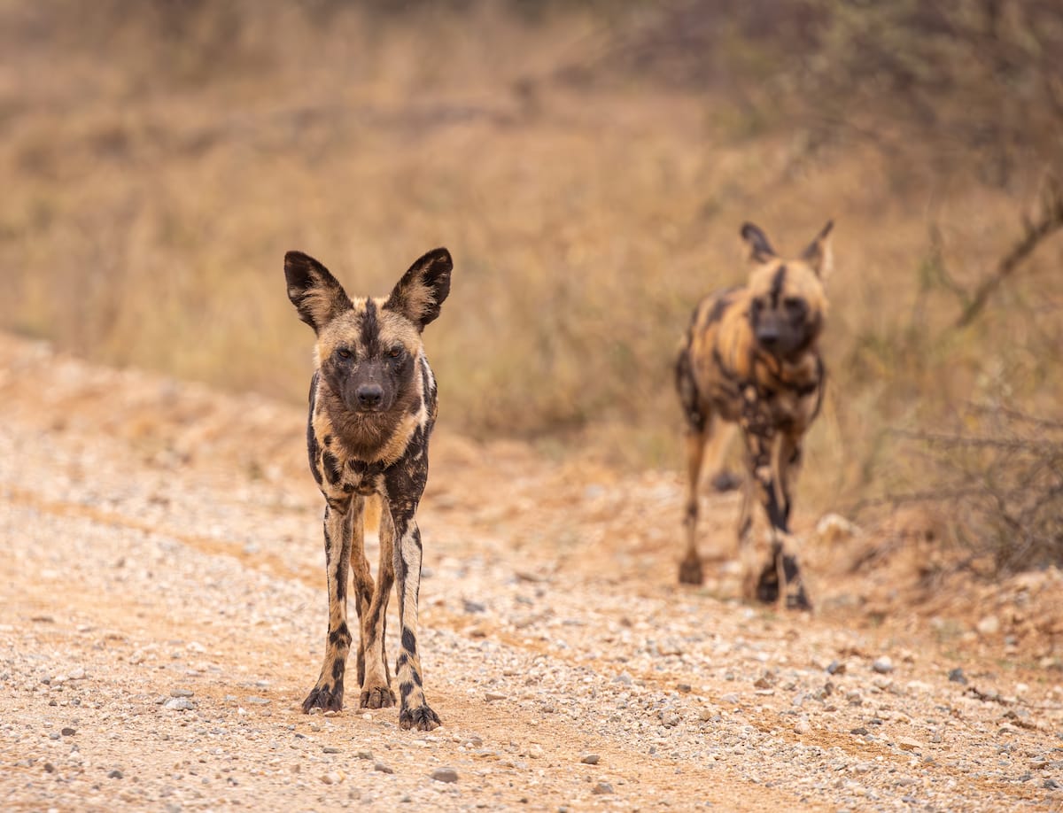 Madikwe Game Reserve gallery image 31