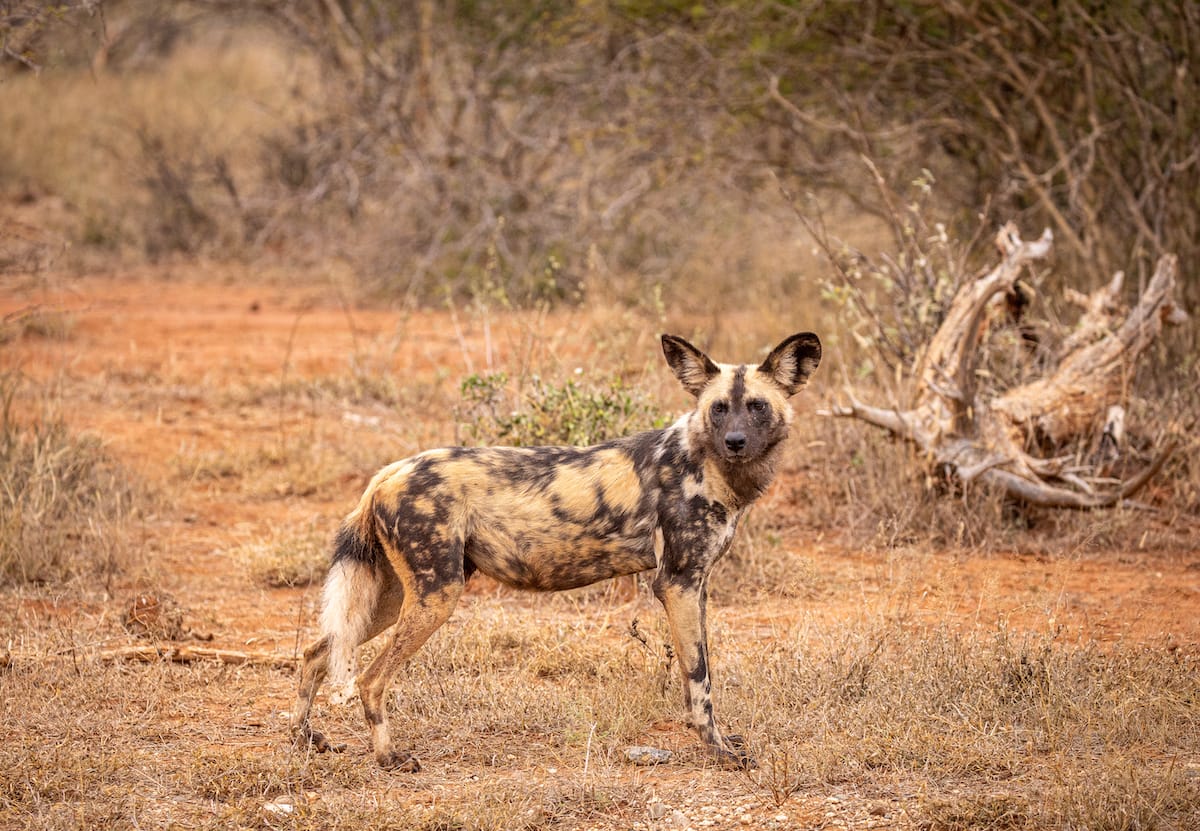 Madikwe Game Reserve gallery image 32