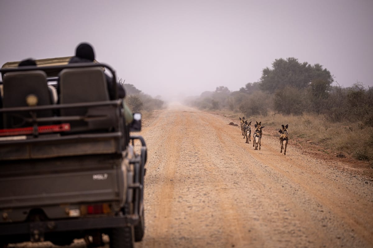 Madikwe Game Reserve gallery image 57