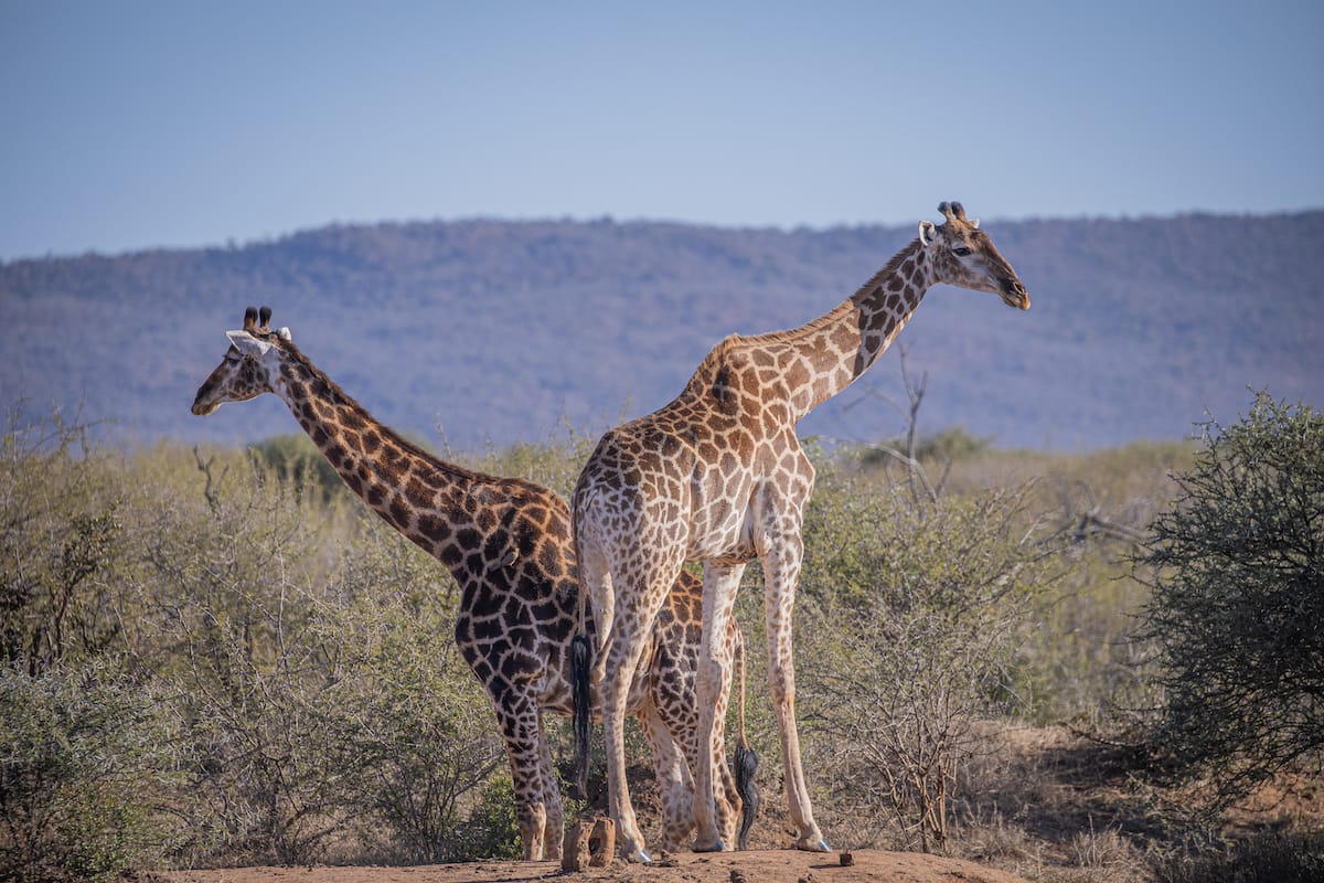 Madikwe Game Reserve gallery image 58