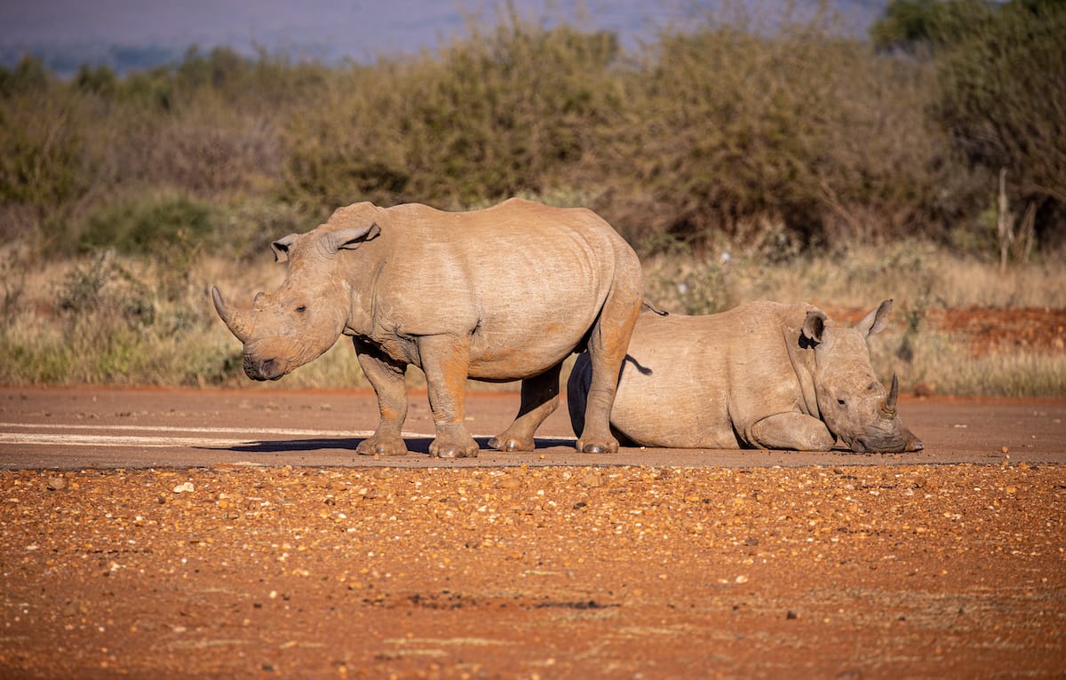 Madikwe Game Reserve gallery image 34
