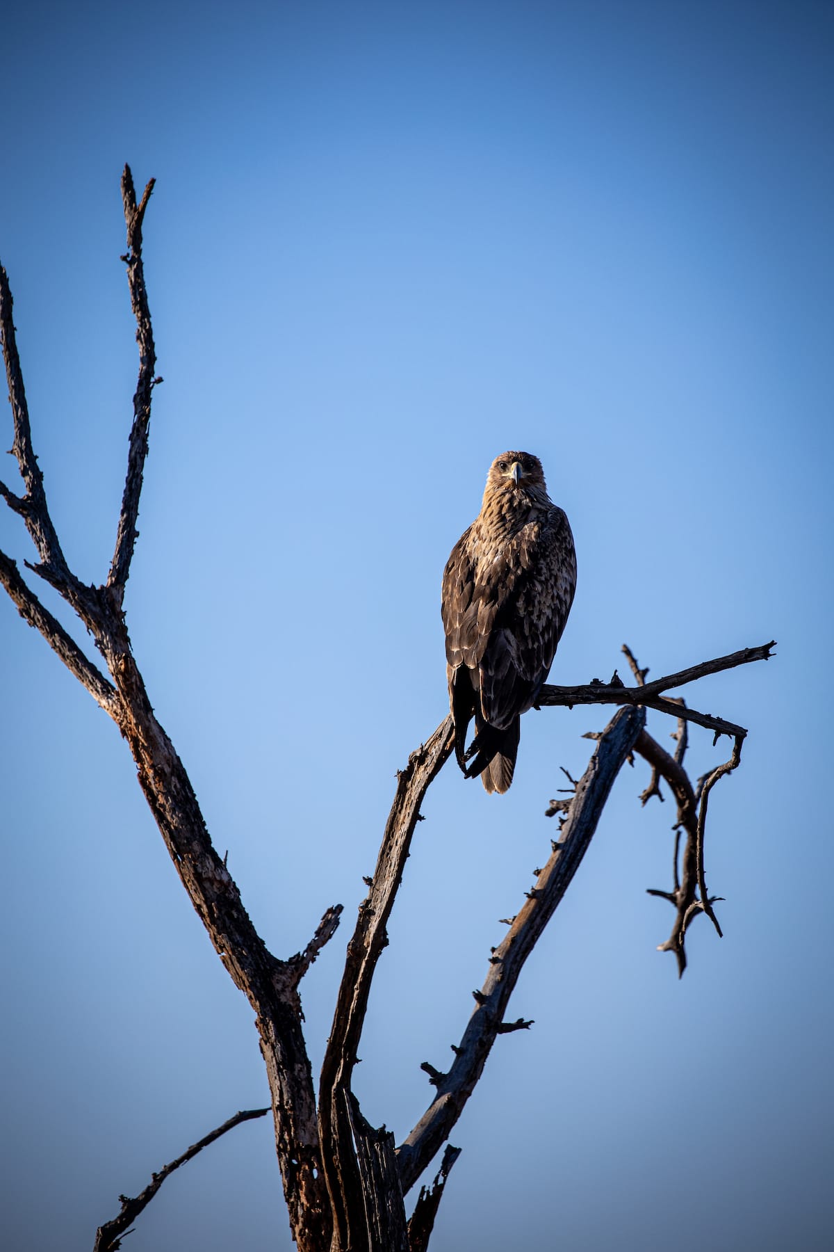 Madikwe Game Reserve gallery image 35