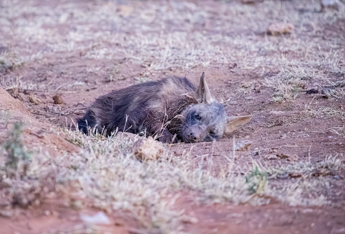 Madikwe Game Reserve gallery image 59
