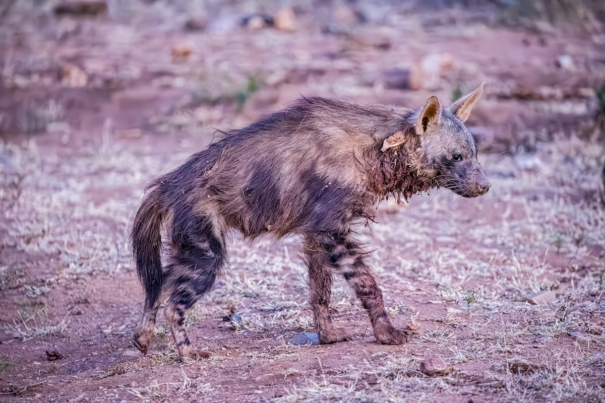 Madikwe Game Reserve gallery image 60