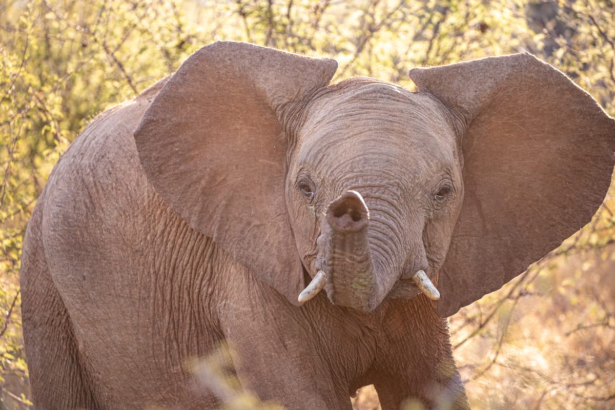 Madikwe Game Reserve gallery image 36