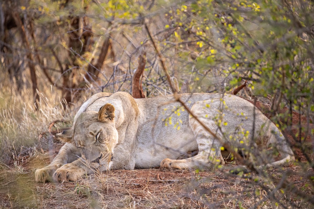 Madikwe Game Reserve gallery image 37