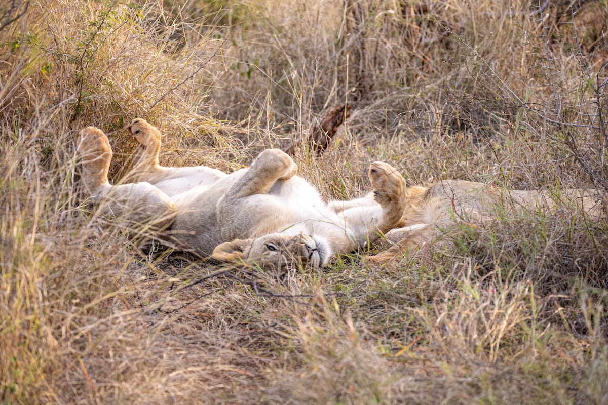 Madikwe Game Reserve gallery image 38