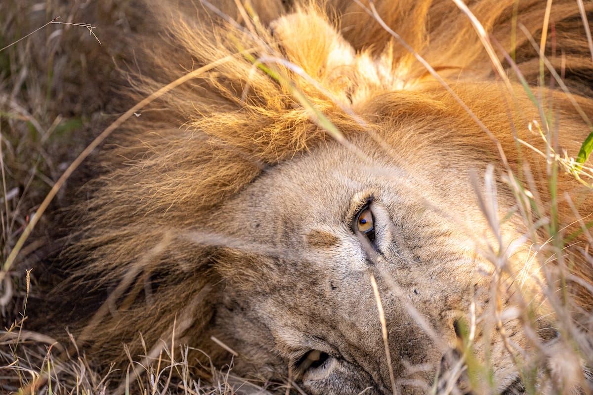 Madikwe Game Reserve gallery image 39