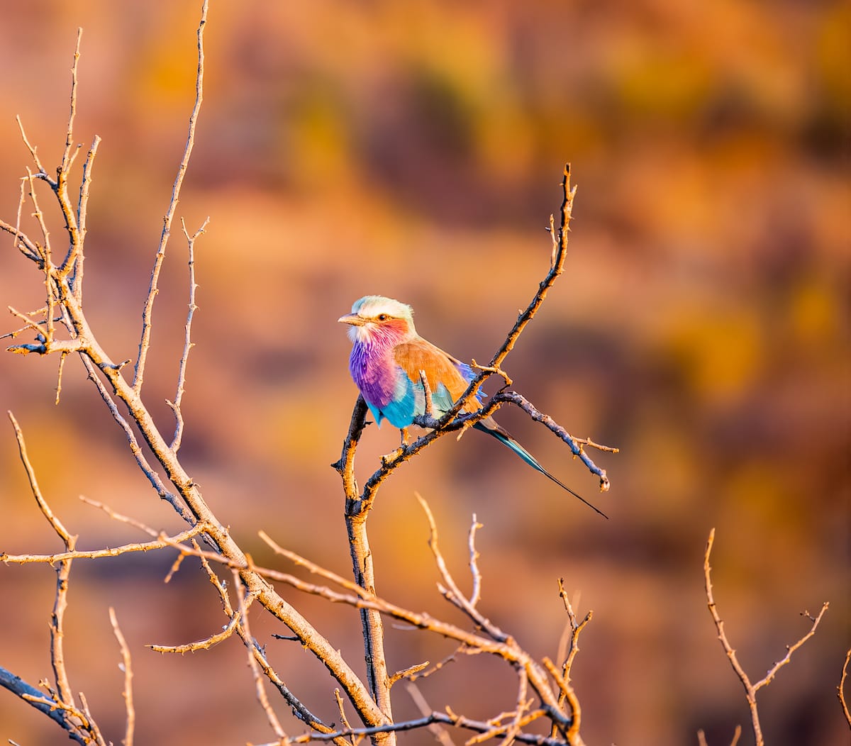 Madikwe Game Reserve gallery image 40