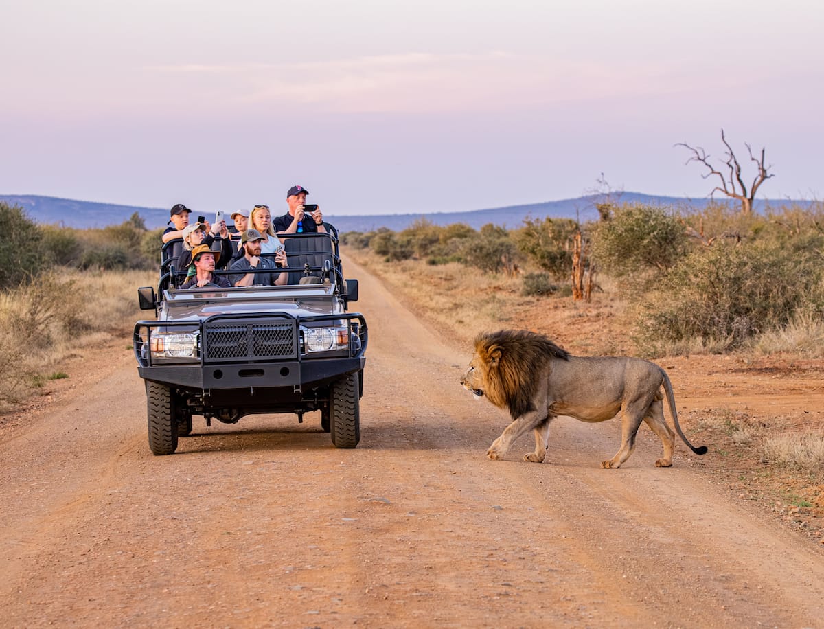 Madikwe Game Reserve gallery image 41