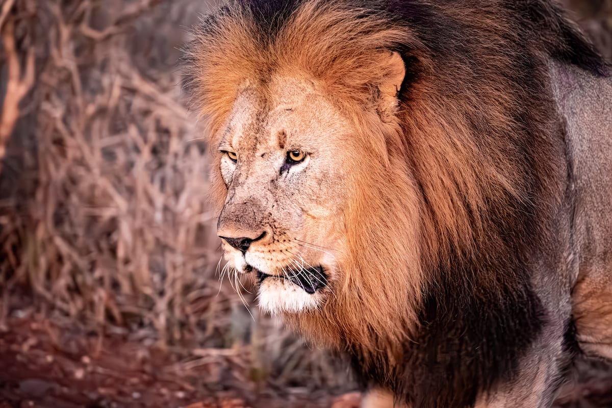 Madikwe Game Reserve gallery image 42