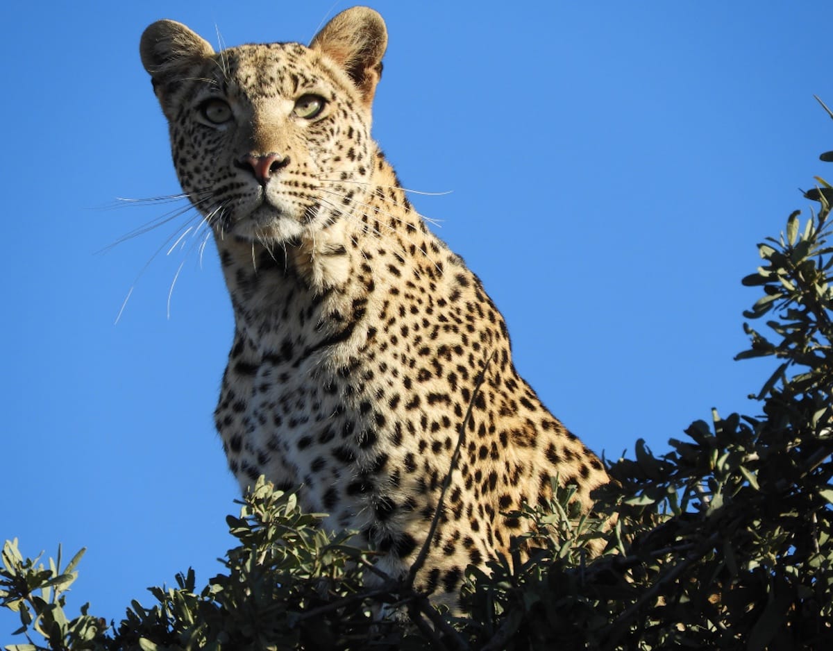 Jaci's Madikwe House gallery image 2