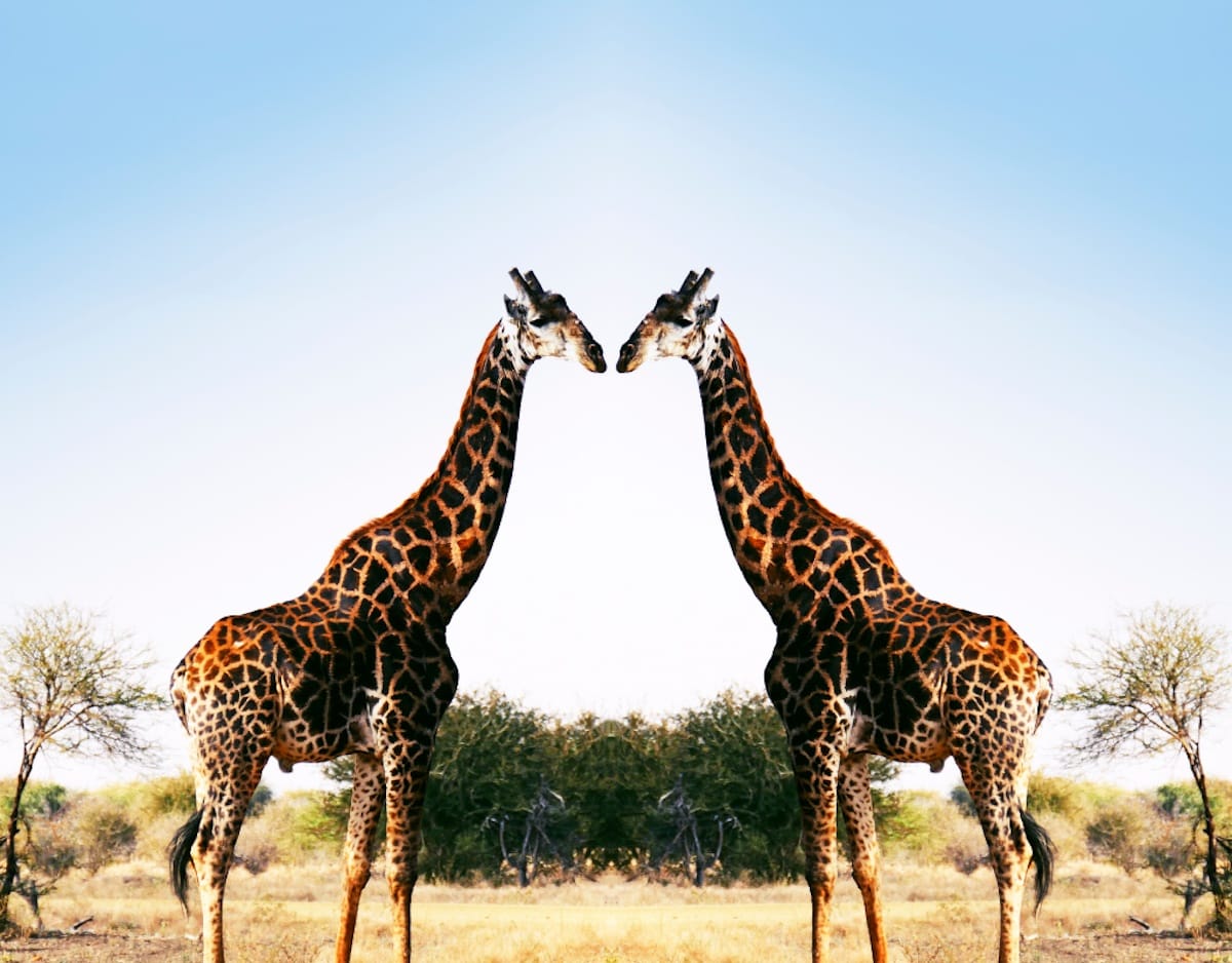 Madikwe Game Reserve gallery image 51
