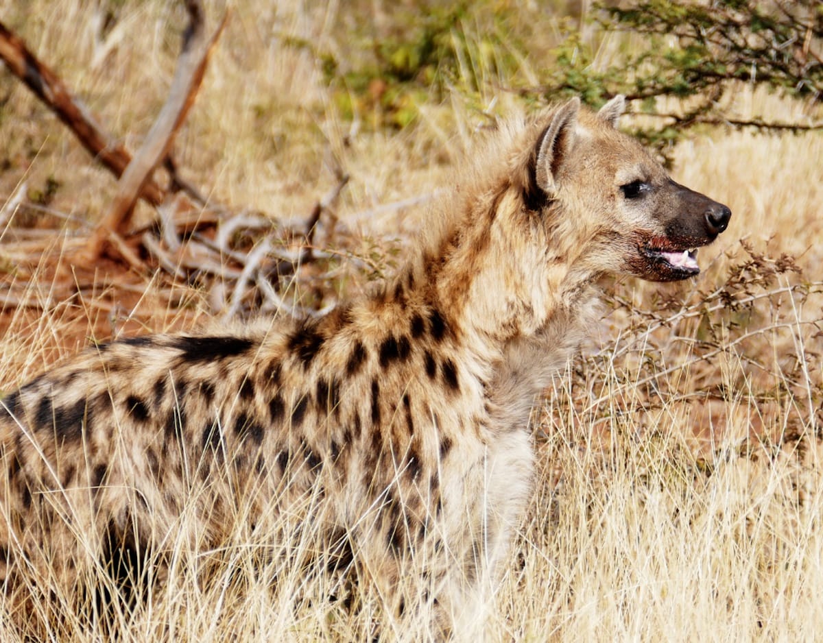 Madikwe Game Reserve gallery image 52