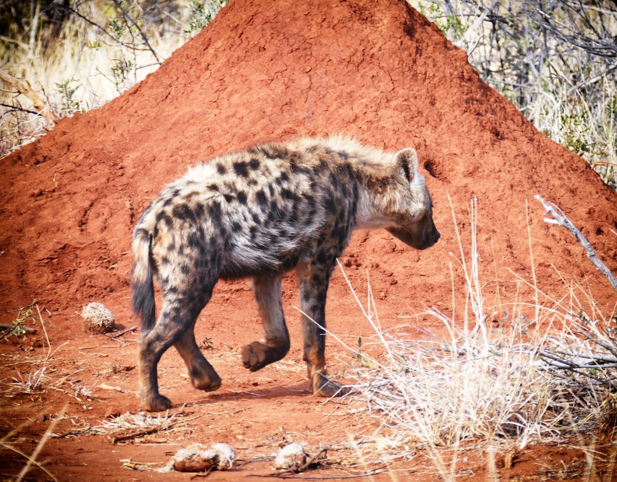Madikwe Game Reserve gallery image 53