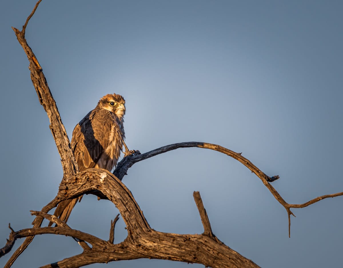Madikwe Game Reserve gallery image 54