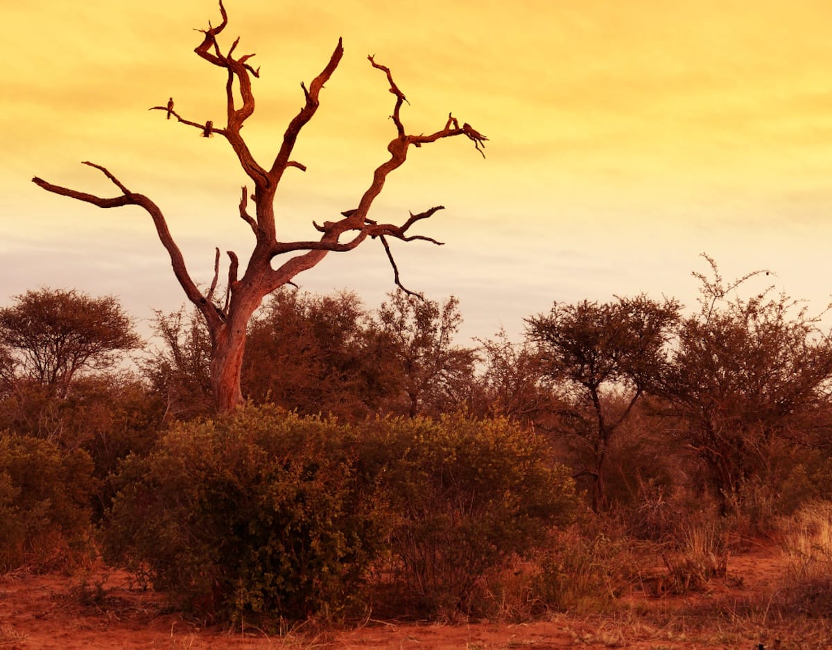 Madikwe Game Reserve gallery image 62