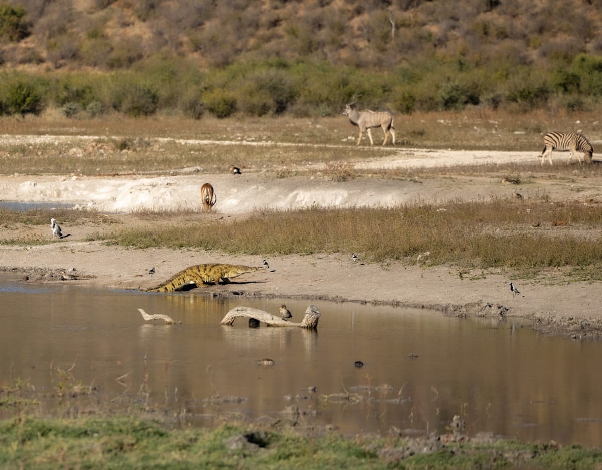 Madikwe Game Reserve gallery image 55
