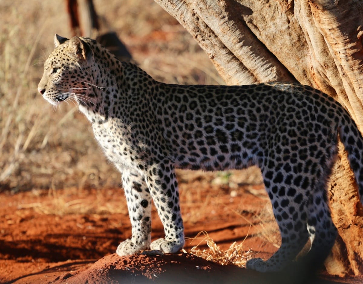 Madikwe Game Reserve gallery image 44