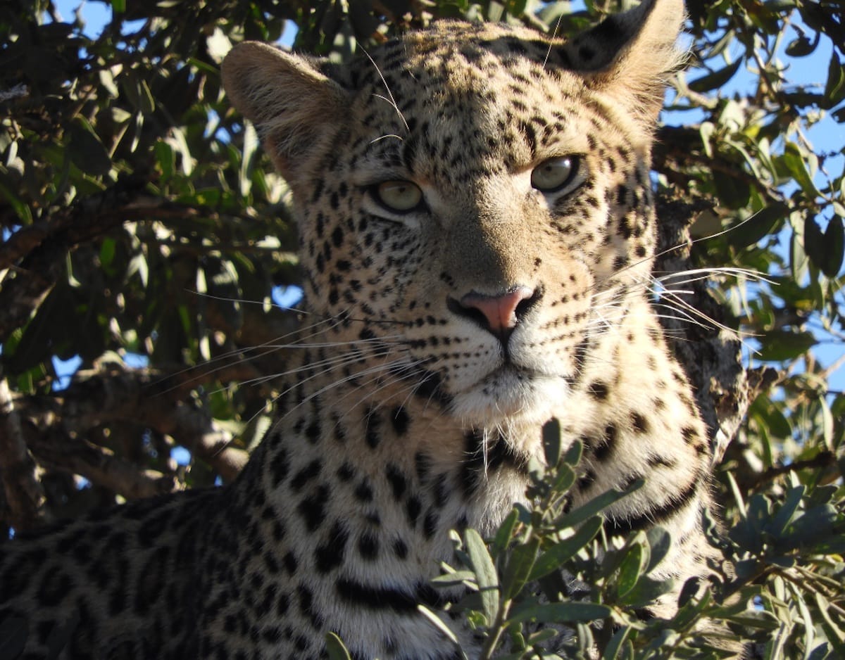 Madikwe Game Reserve gallery image 45