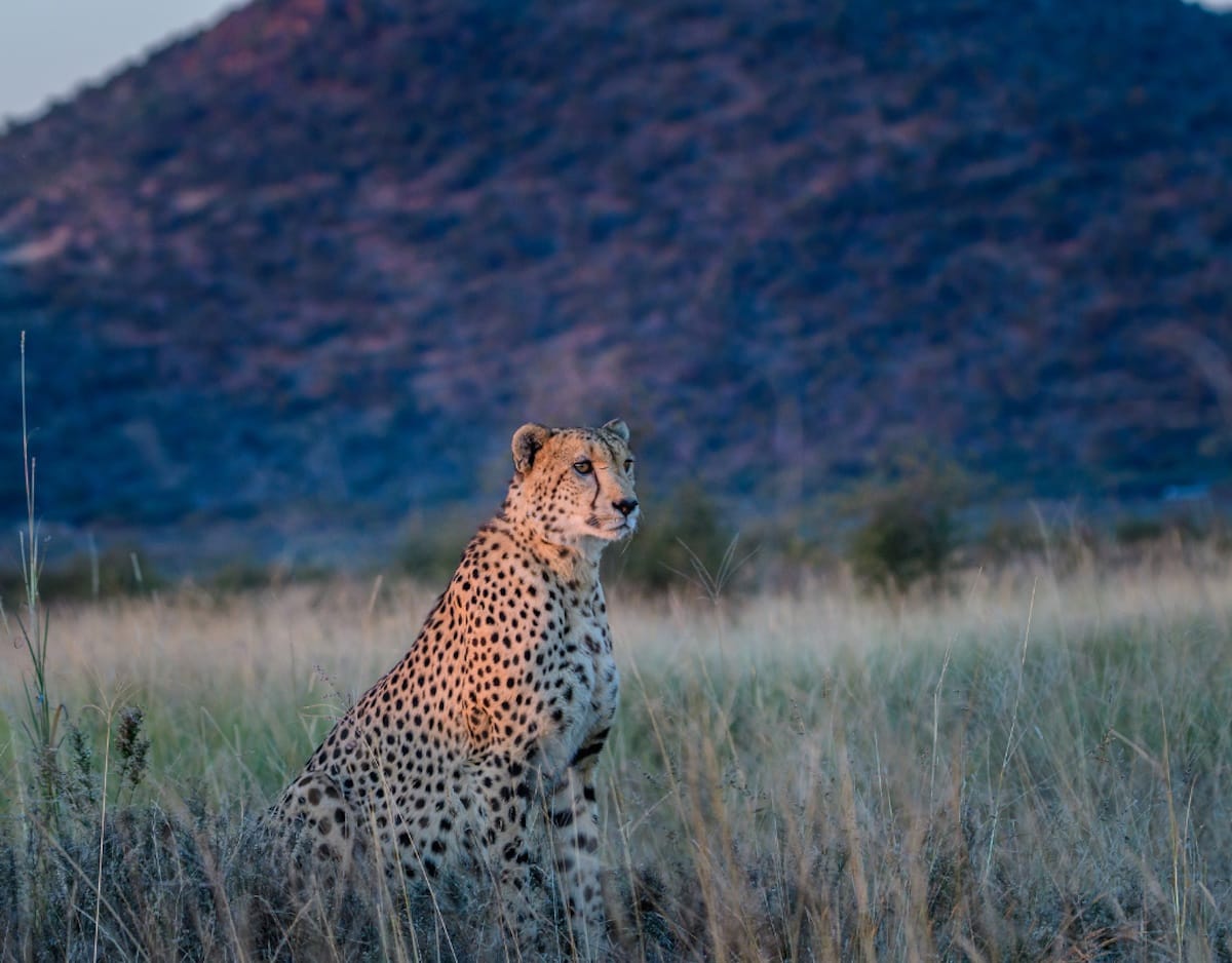 Madikwe Game Reserve gallery image 46