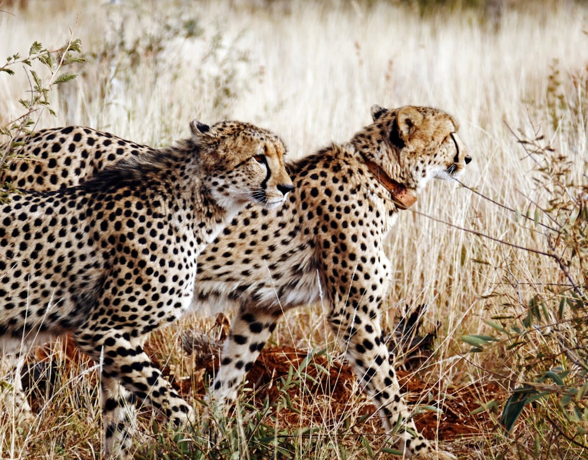 Madikwe Game Reserve gallery image 47