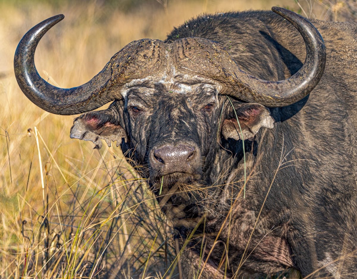 Madikwe Game Reserve gallery image 48
