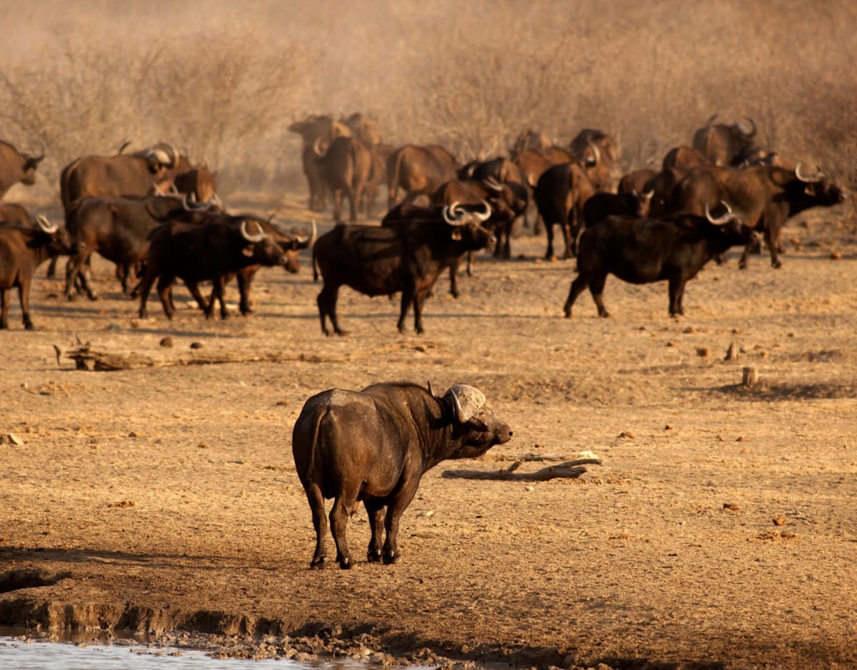 Madikwe Game Reserve gallery image 49