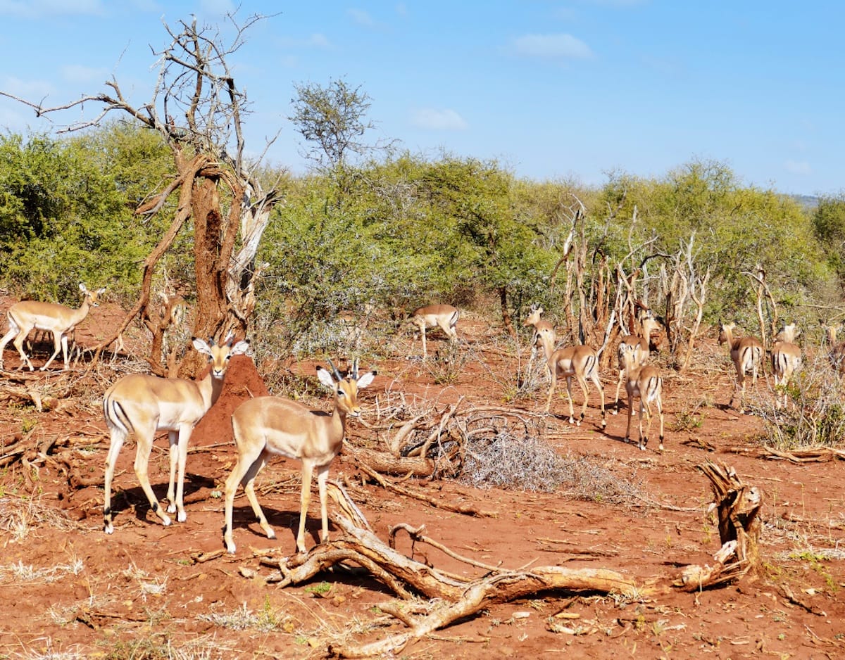 Madikwe Game Reserve gallery image 50