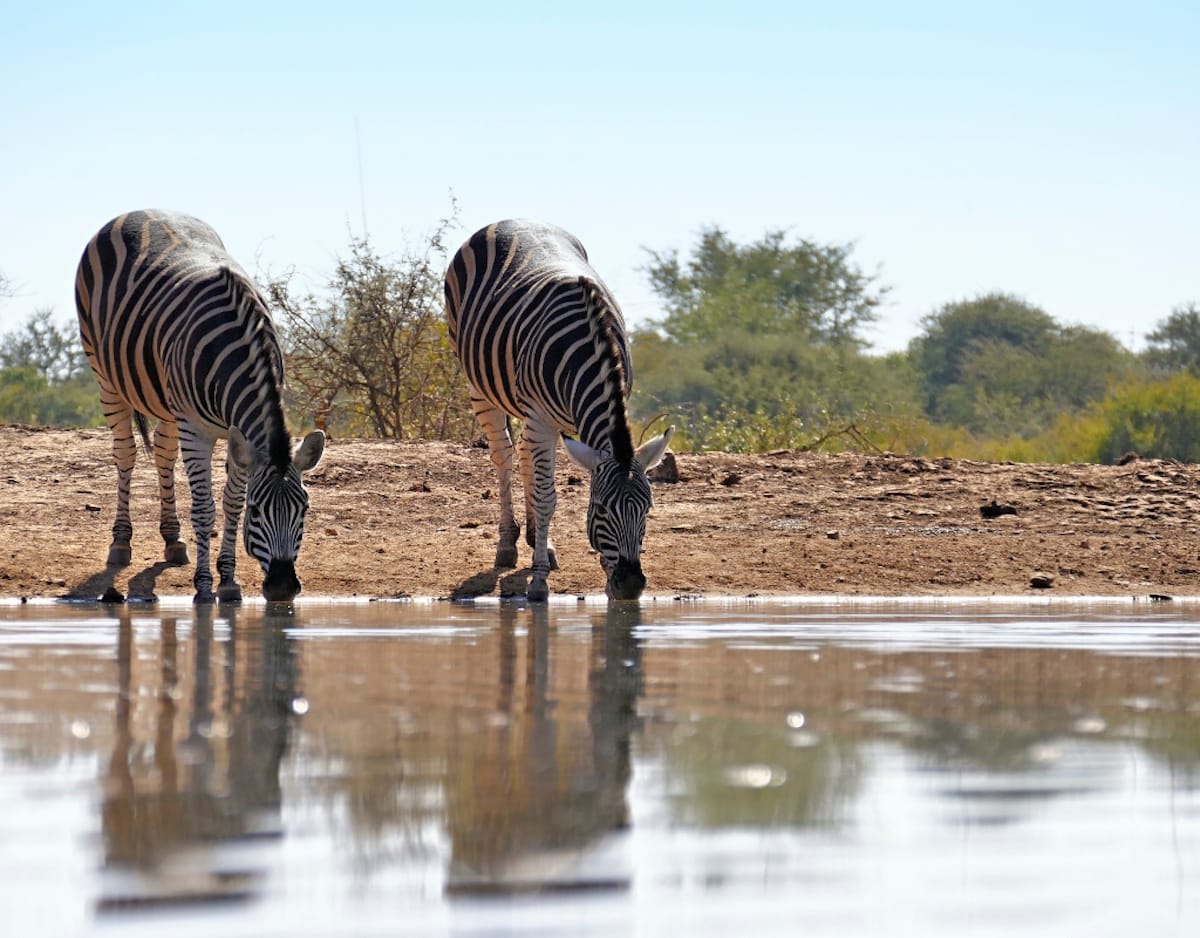 Madikwe Game Reserve gallery image 61