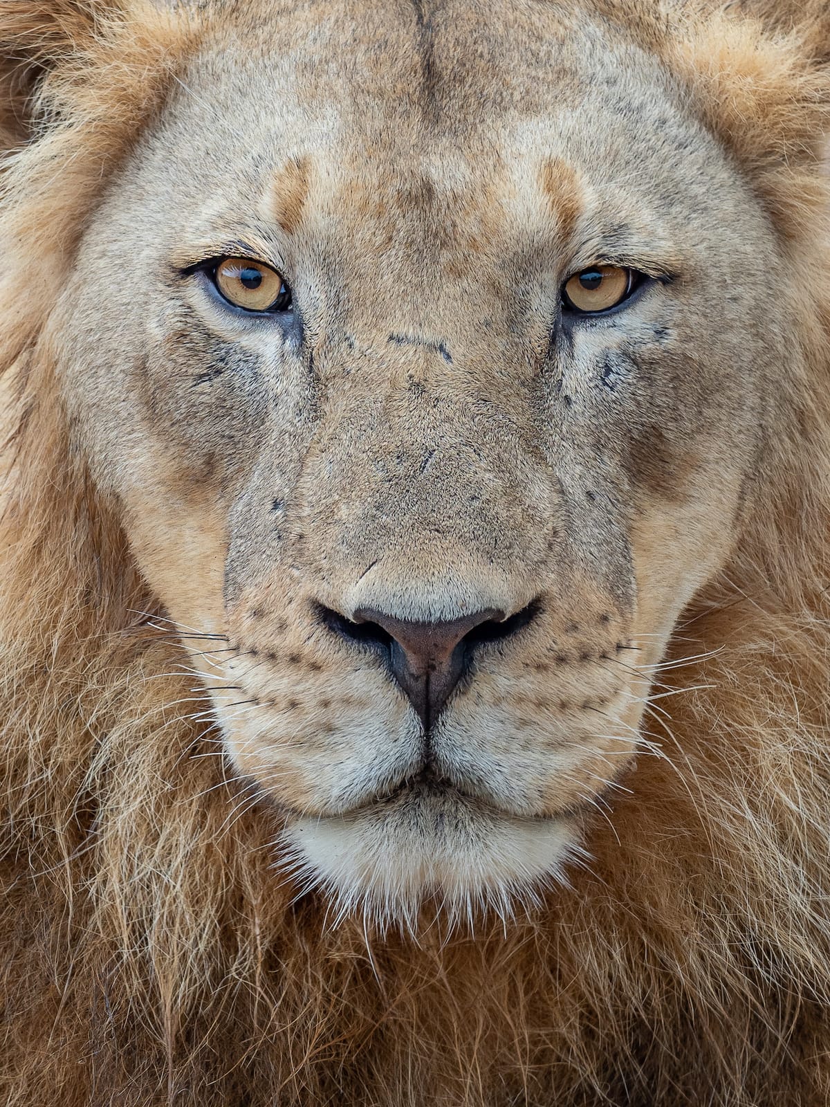 Watch Our Madikwe Video