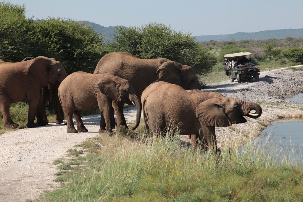 3 Day Safari gallery image 4