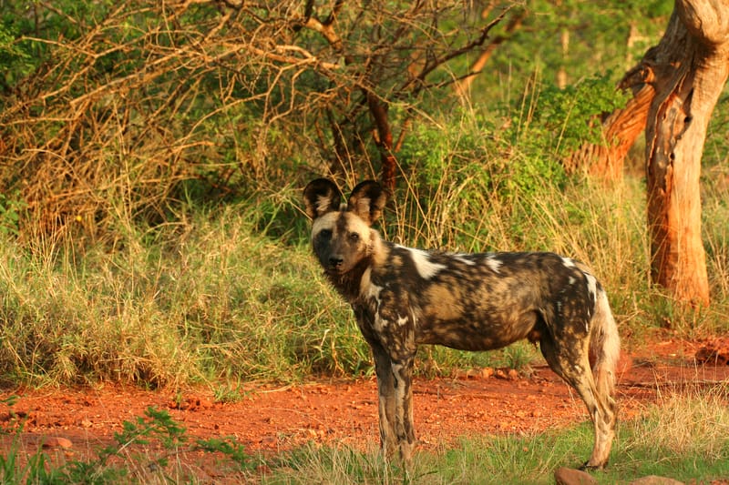 Madikwe Game Reserve gallery image 7