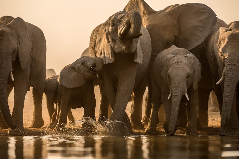 Madikwe Game Reserve gallery image 9