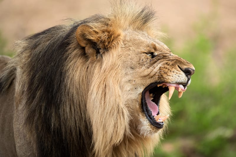 Madikwe Game Reserve gallery image 10